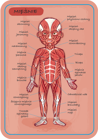 Układanka magnetyczna Ciało człowieka, Janod