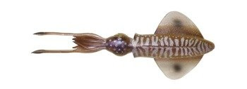 Savage Gear 3D Swim Squid 12.5cm 11g 3pcs Cuttlefish (63861)