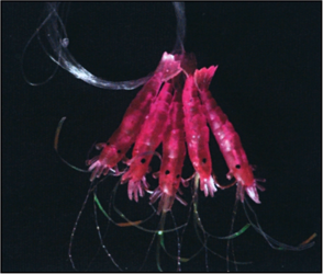 ZESTAW DORSZOWY NR.20 KREWETKA SEAKON KONGER 401030020