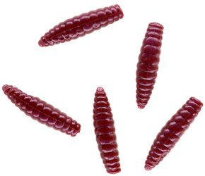 PRZYNĘTA TROUT CAMPIONE FAT GRUB 2.6 cm / RAINWORM - op.8szt. MIKADO PMTC-FG2.6-RA