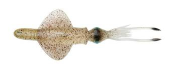 SWIM SQUID RTF 25CM 160GR S GREEN EYE Savage Gear (78161)