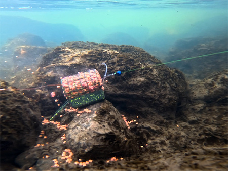 Delphin RiverSTIX koszyczek z ołowianym obciążnikiem 170g Delphin (101005122)