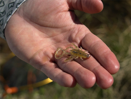 Sztuczna przynęta Delphin B! Stinx NYMPHA / 20 szt. 2.5cm / PEARL Delphin (101005774)