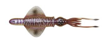 SWIM SQUID RTF 25CM 200GR S CUTTLEFISH Savage Gear (78165)