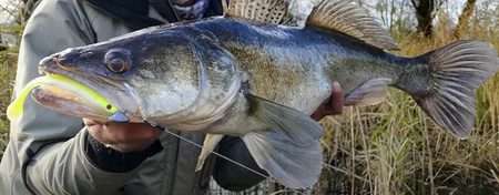 (R) GUMA SLENDER SCOOP SHAD 11CM 7G ROACH 1szt Savage Gear (74264)