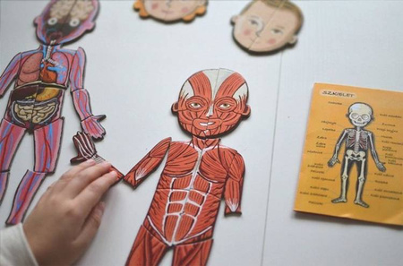 Układanka magnetyczna Ciało człowieka, Janod