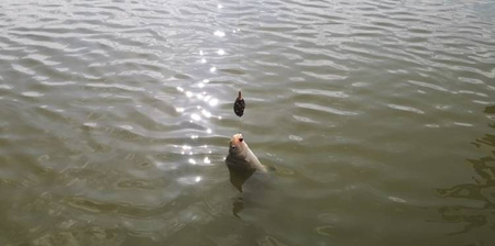 KOSZYCZEK - METHOD FEEDER DOUGLAS Q.M.F. SYSTEM L KOMPLET - 3x20g + FOREMKA - op.1kpl. MIKADO AMFN-QMF-3L-SET20B