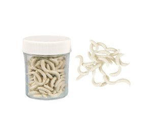 MAGGOT BIAŁY ROBAK PRZYNĘTY SZTUCZNE SŁOIK 333000001