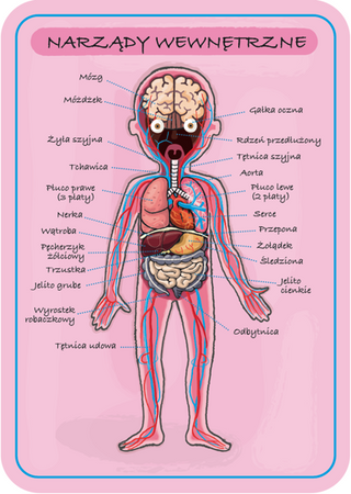 Układanka magnetyczna Ciało człowieka, Janod