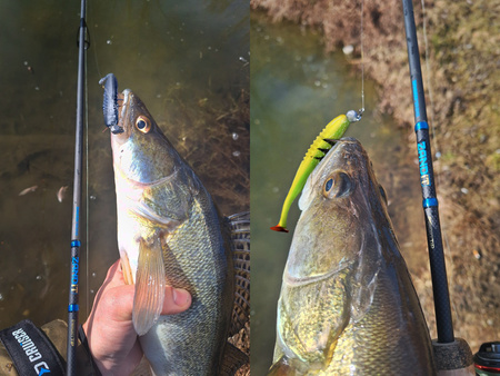 Delphin ZANDIT 230cm/25g/2 składy Delphin (101005788)