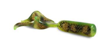 STRIKE PRO Double Zapasowy ogonek do Miuras Mouse Big 10 szt./w opak.  008 Hot Spotted Bullhead DRAGON TEV-11-MMBDT-008