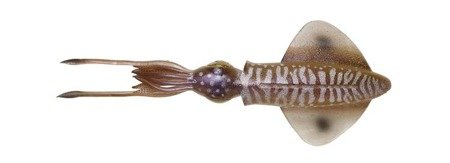 Savage Gear 3D Swim Squid 9.5cm 5g 4pcs Cuttlefish (63857)